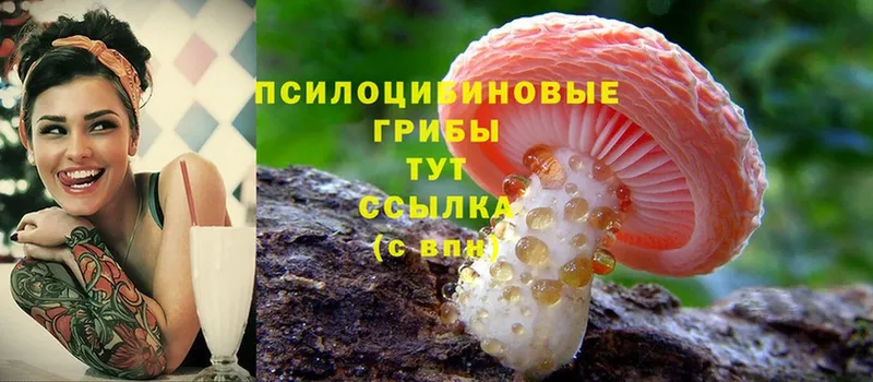 купить  сайты  Богучар  Галлюциногенные грибы Psilocybe 